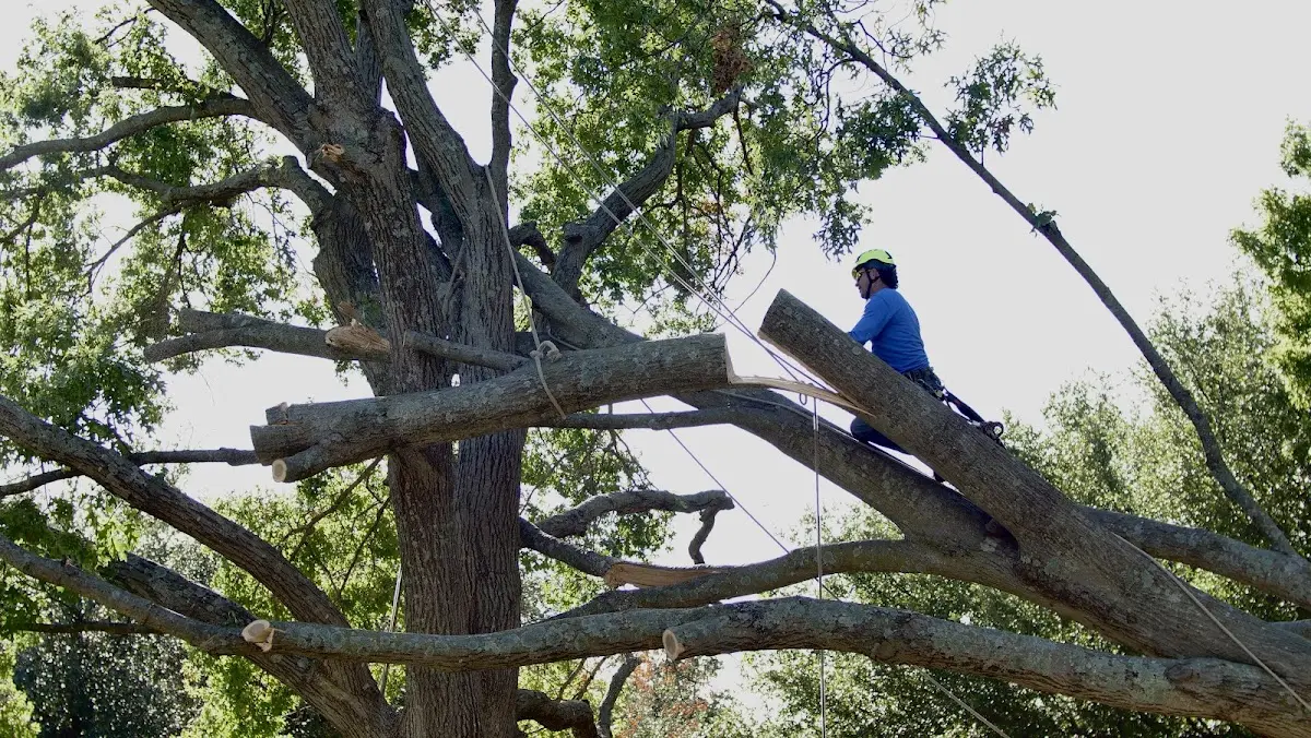 Professional Crown Thinning performed by certified arborists in Byram